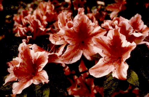 Azalea Cultivar 'Ben Morrison'