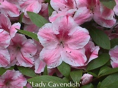'Lady Cavendish'